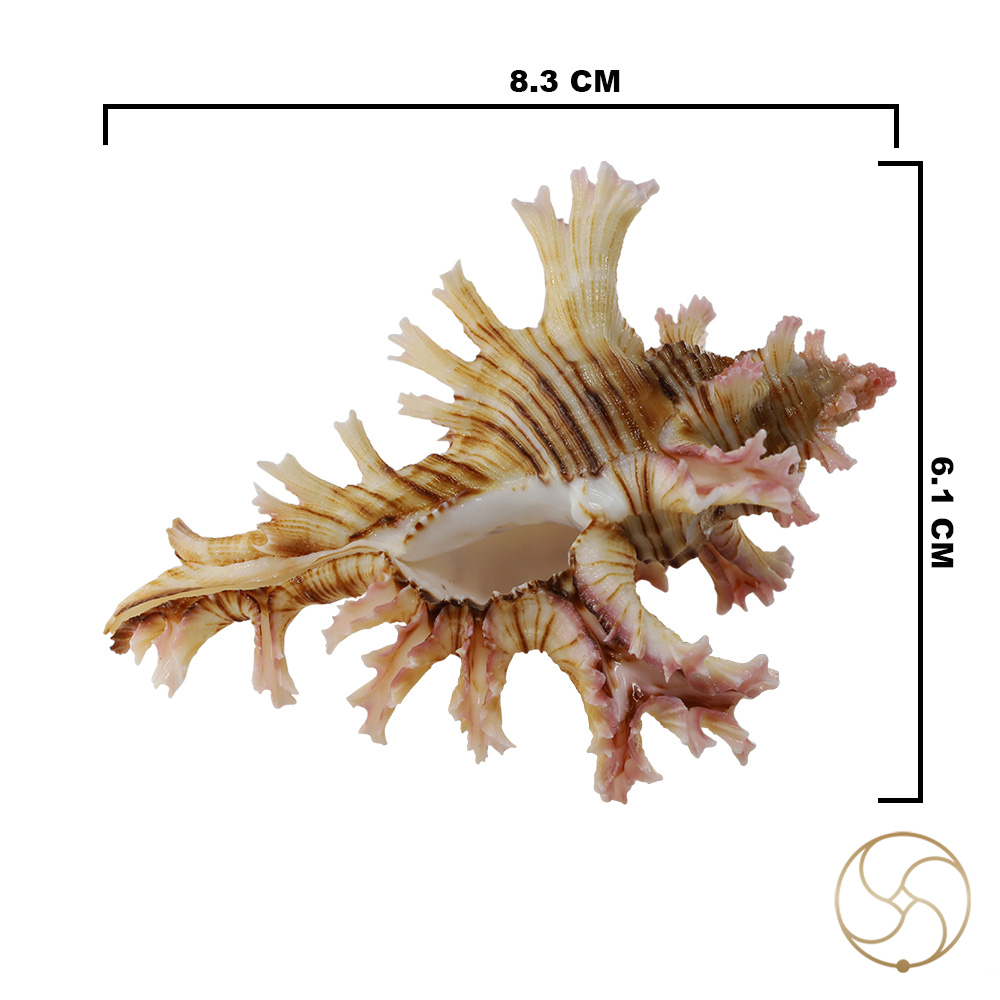Hatheli Shell -  