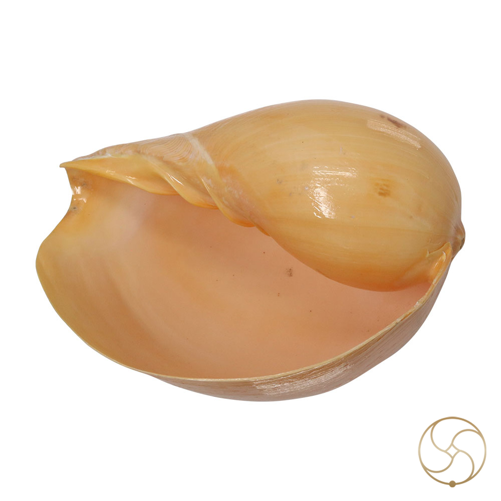 Pattvibhuti Shell -