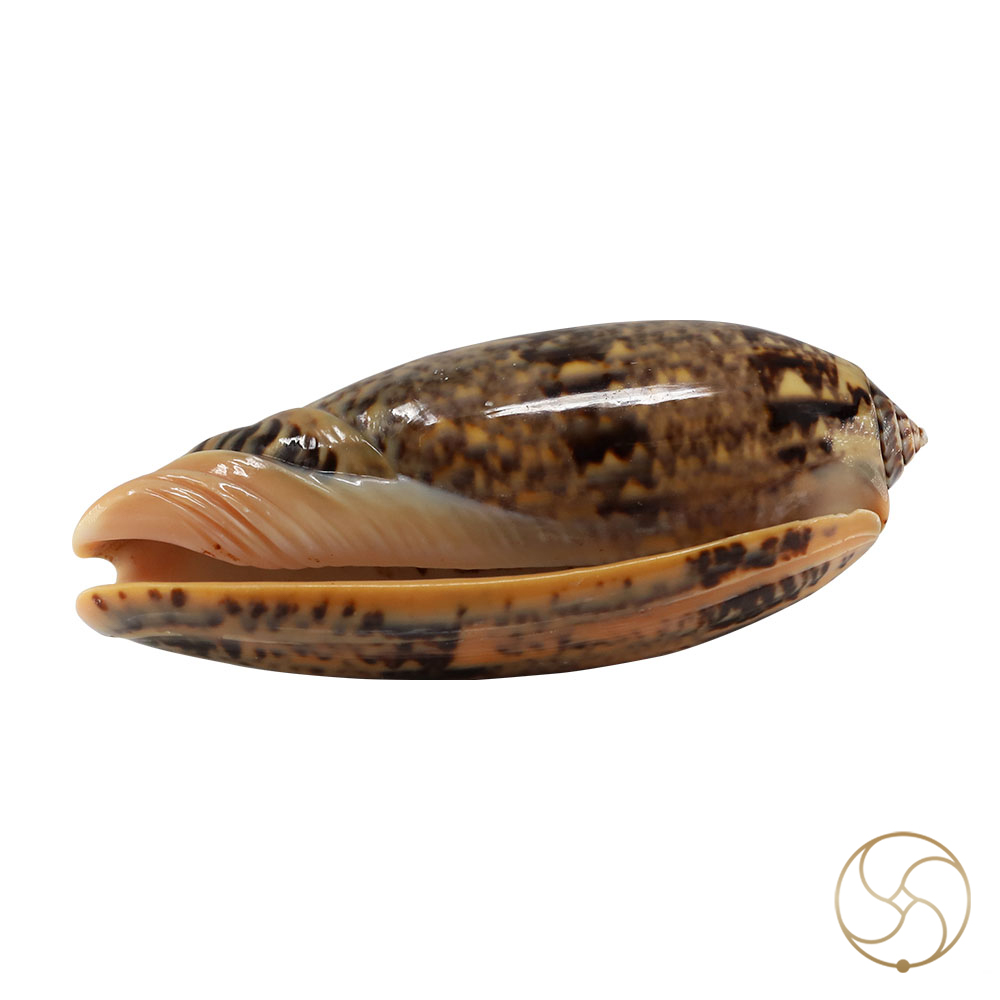 Kawanji Shell -