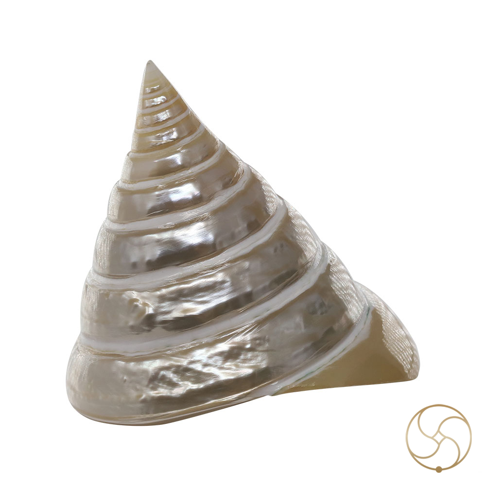 Small Moti Shell -