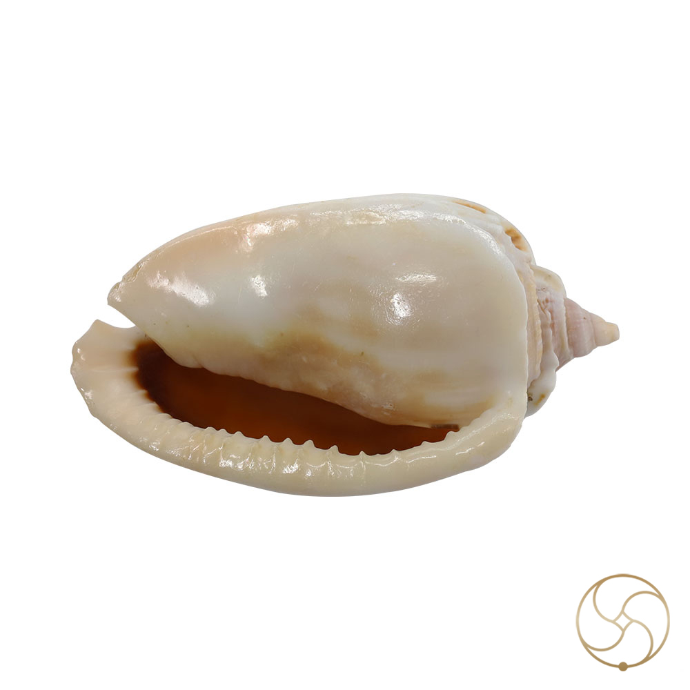 Rekha Line Shell -
