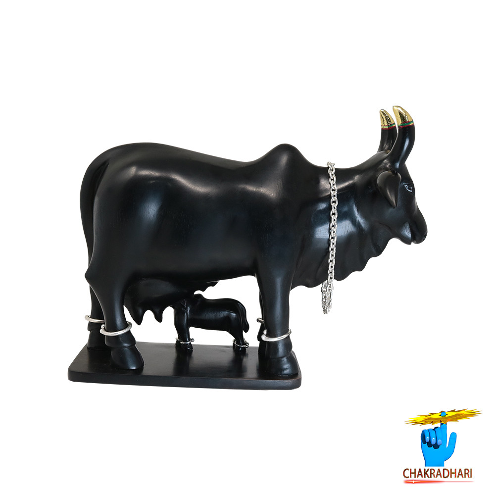 Ebony Divine Shubhda Vatsal  Cow-      