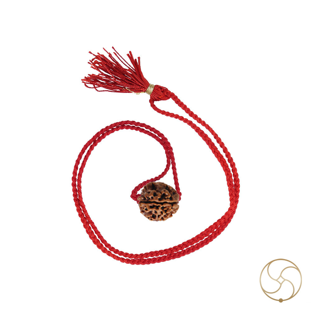 Natural 03 Face Rudraksha -  03  