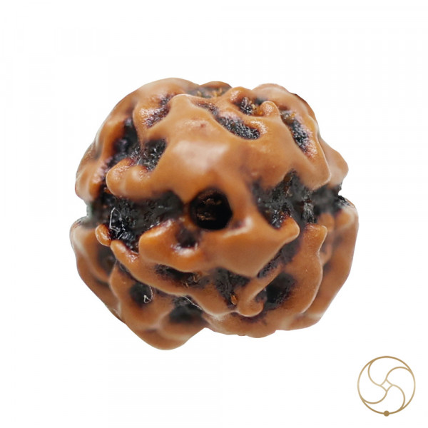Image of Natural 02 Face Rudraksha - प्राकृतिक 02 मुखी रुद्राक्ष