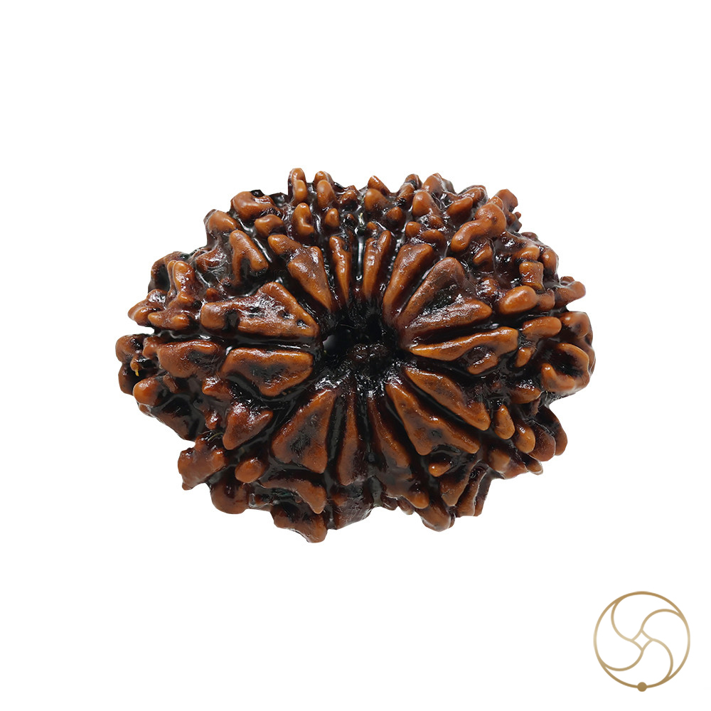 Natural 11 Face Rudraksha -  11  