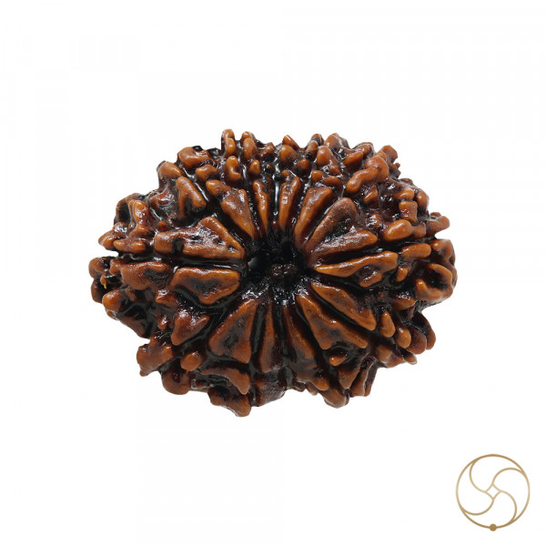 Image of Natural 11 Face Rudraksha - प्राकृतिक 11 मुखी रुद्राक्ष