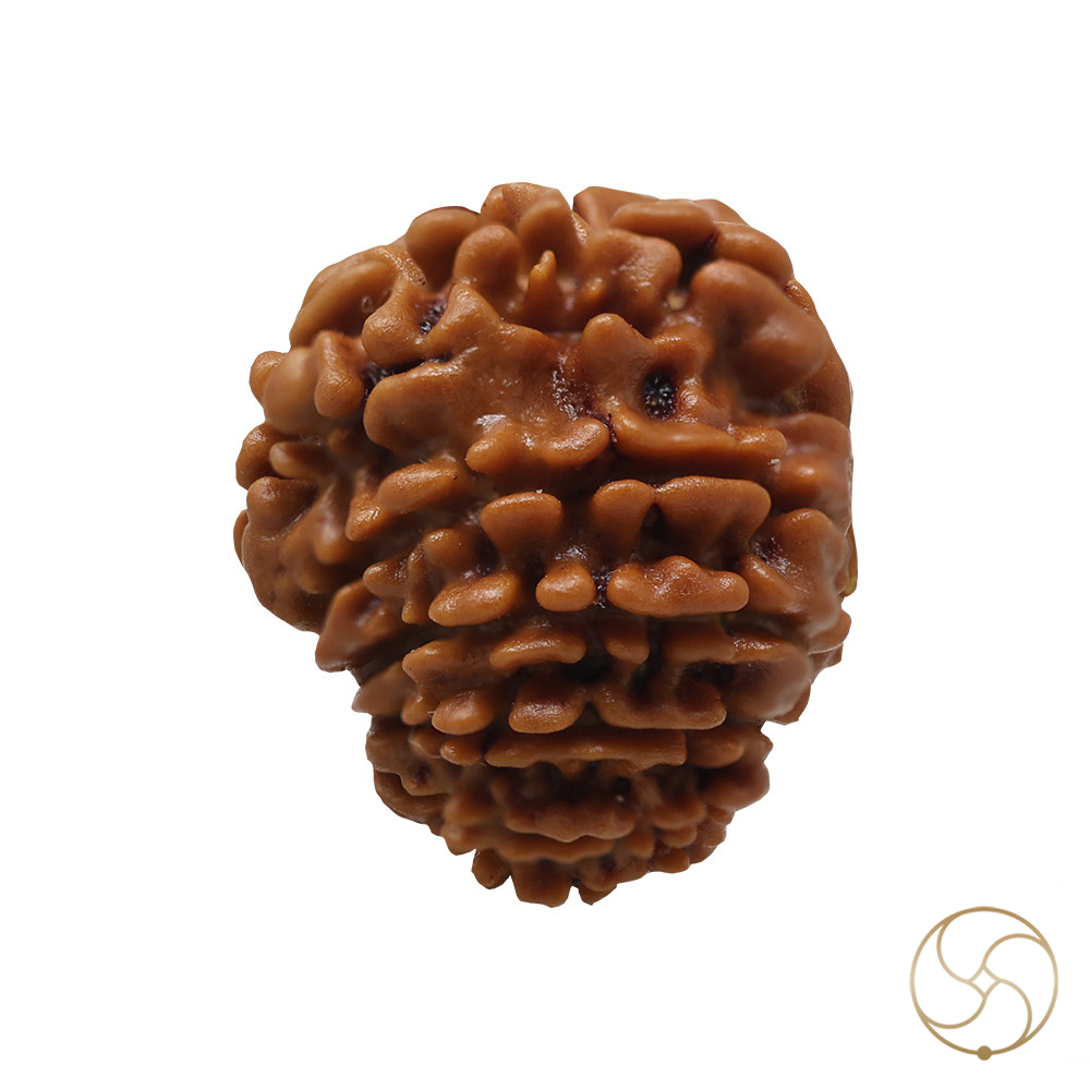 Natural 14 Face Rudraksha -  14  