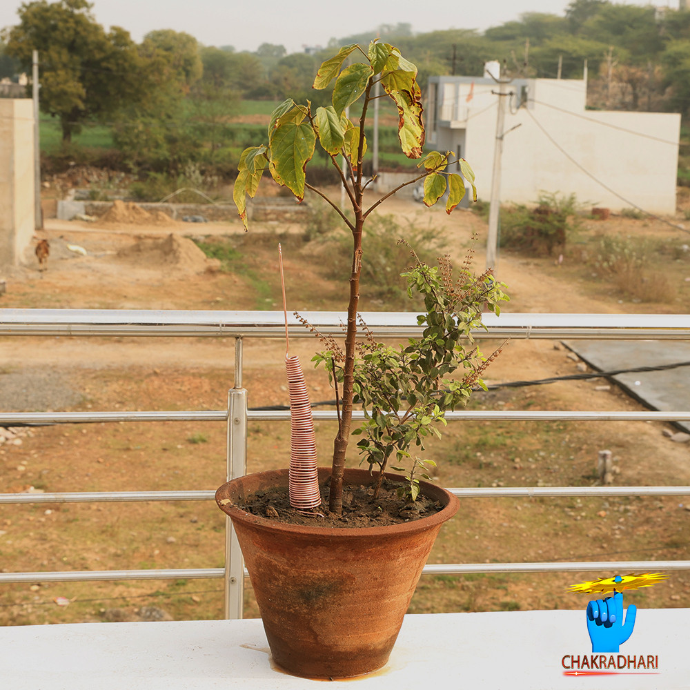 999 Nepaliya Copper Tree Growth Yantra - - 314gm