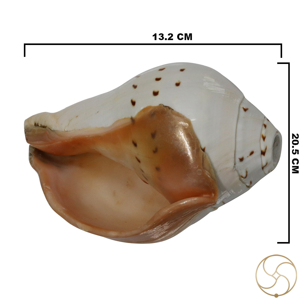 Big Mahaparwati Shell-   