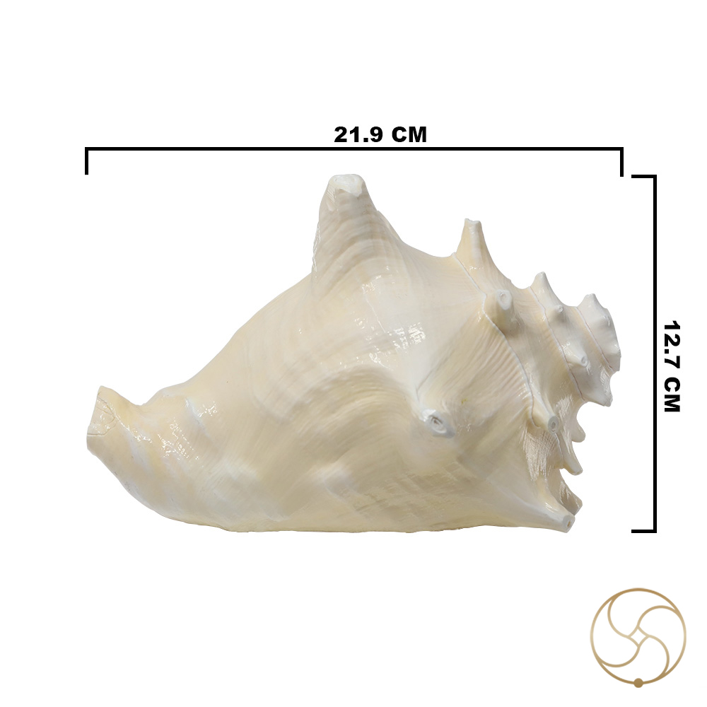 White And Pink Maha Maya Shell -