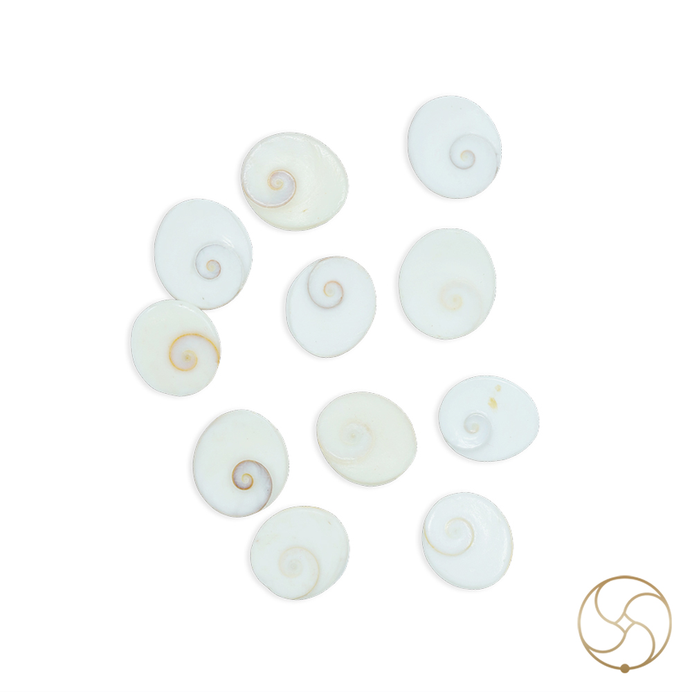 Gomti Chakra Medium 11 PC SET 11