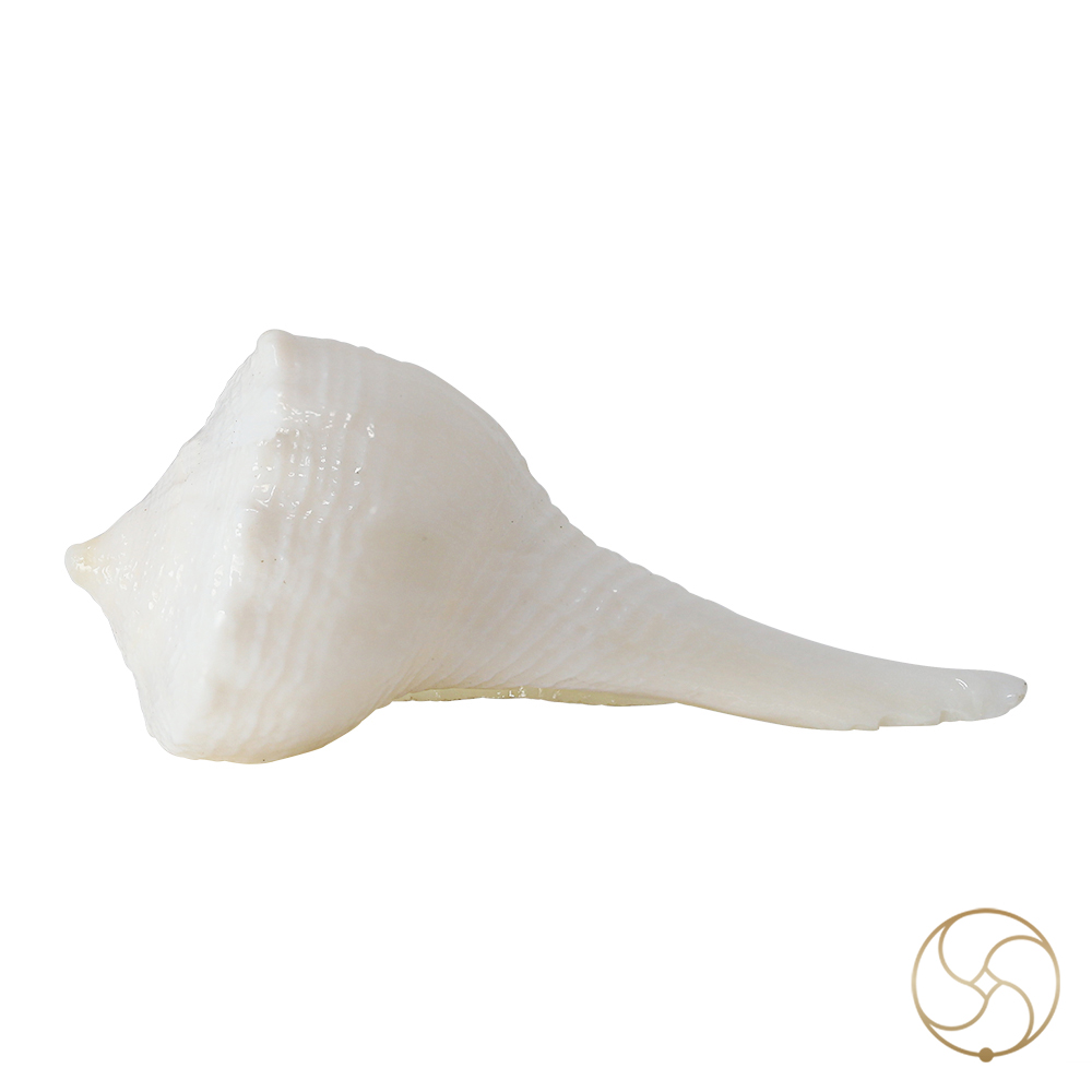 Small Dakshinavarti Shell -   