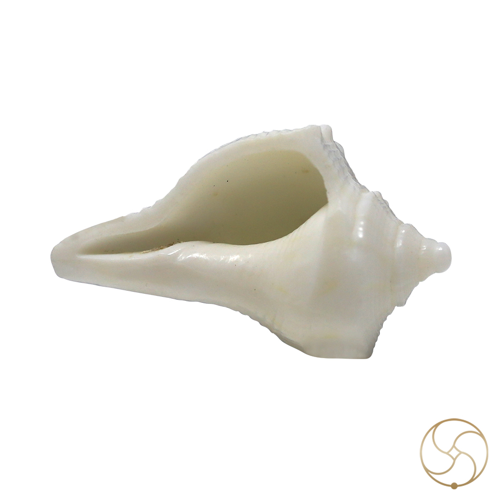 Very Tiny Dakshinavarti shell -     