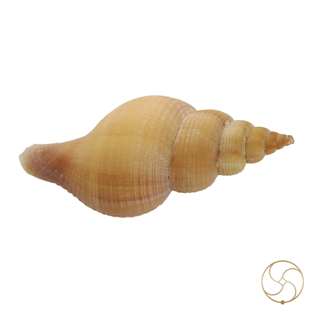 Original Right Handed Dakshinavarti Conch Shell -