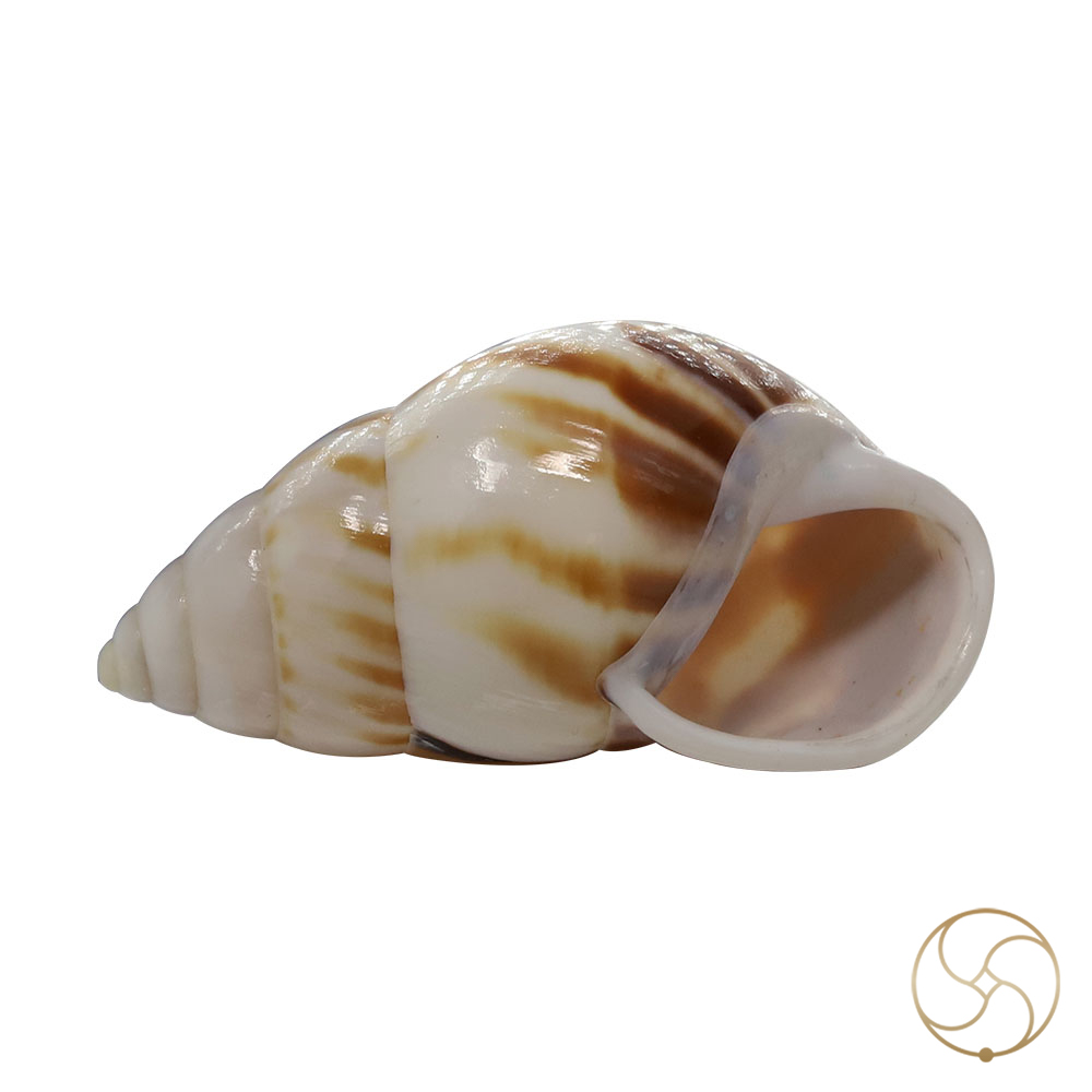 Muddy Small Dakshinavarti South Facing Shell -