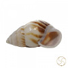 Muddy Small Dakshinavarti (South Facing) Shell -  छोटा दक्षिणावर्ती शंख