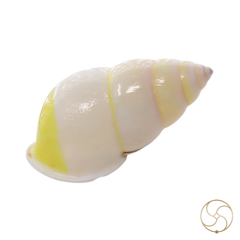 White Small Dakshinavarti South Facing Shell -