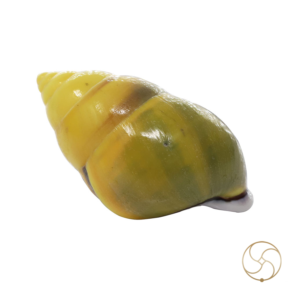 Small Dakshinavarti South Facing Shell -