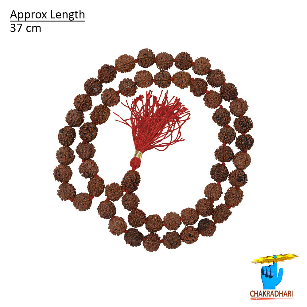 5 Mukhi Rudraksha Mala 54 Plus 1 Beads 11-12mm       - 
