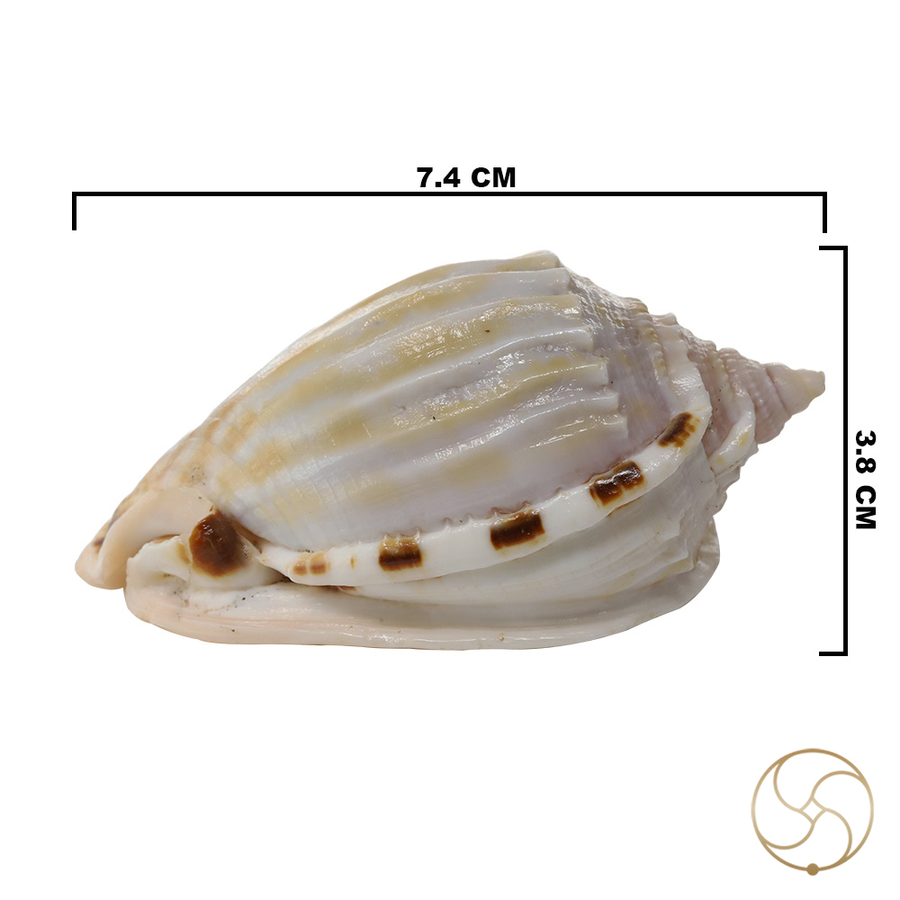 Rekha Line Shell -