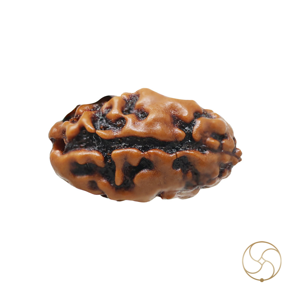 Natural 02 Face Rudraksha -  02  