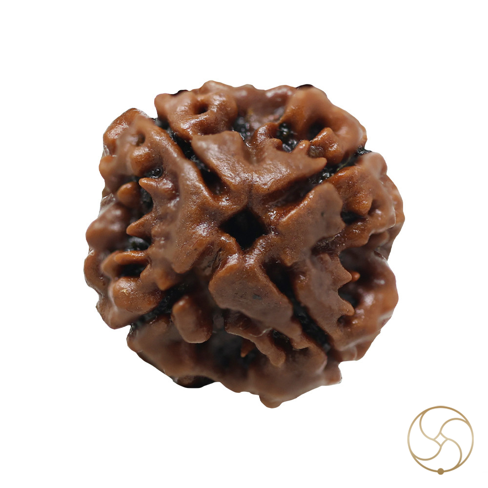 Natural 04 Face Rudraksha -  04  