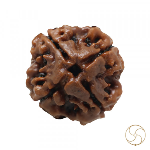 Image of Natural 04 Face Rudraksha - प्राकृतिक 04 मुखी रुद्राक्ष