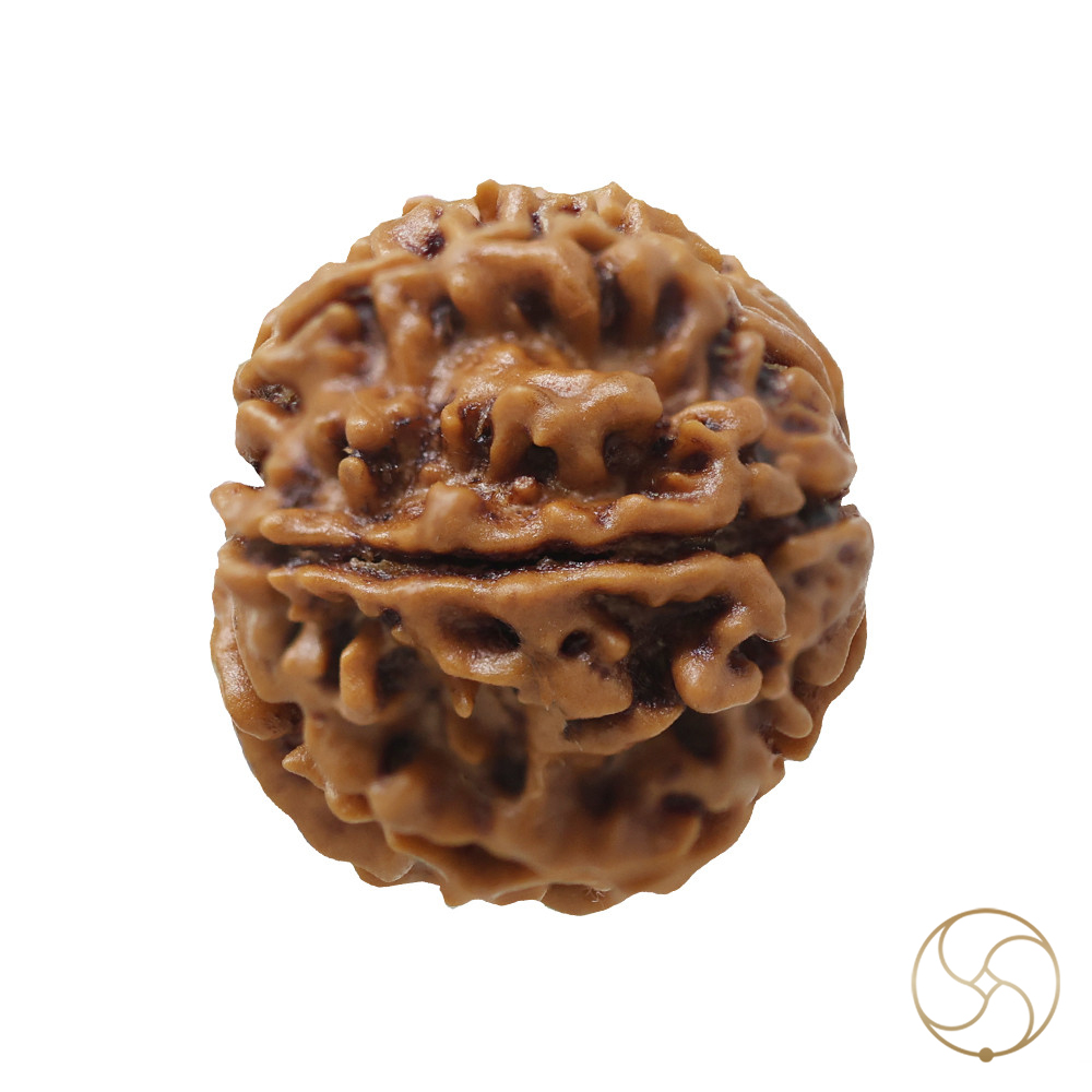 Natural 09 Face Rudraksha -  09  