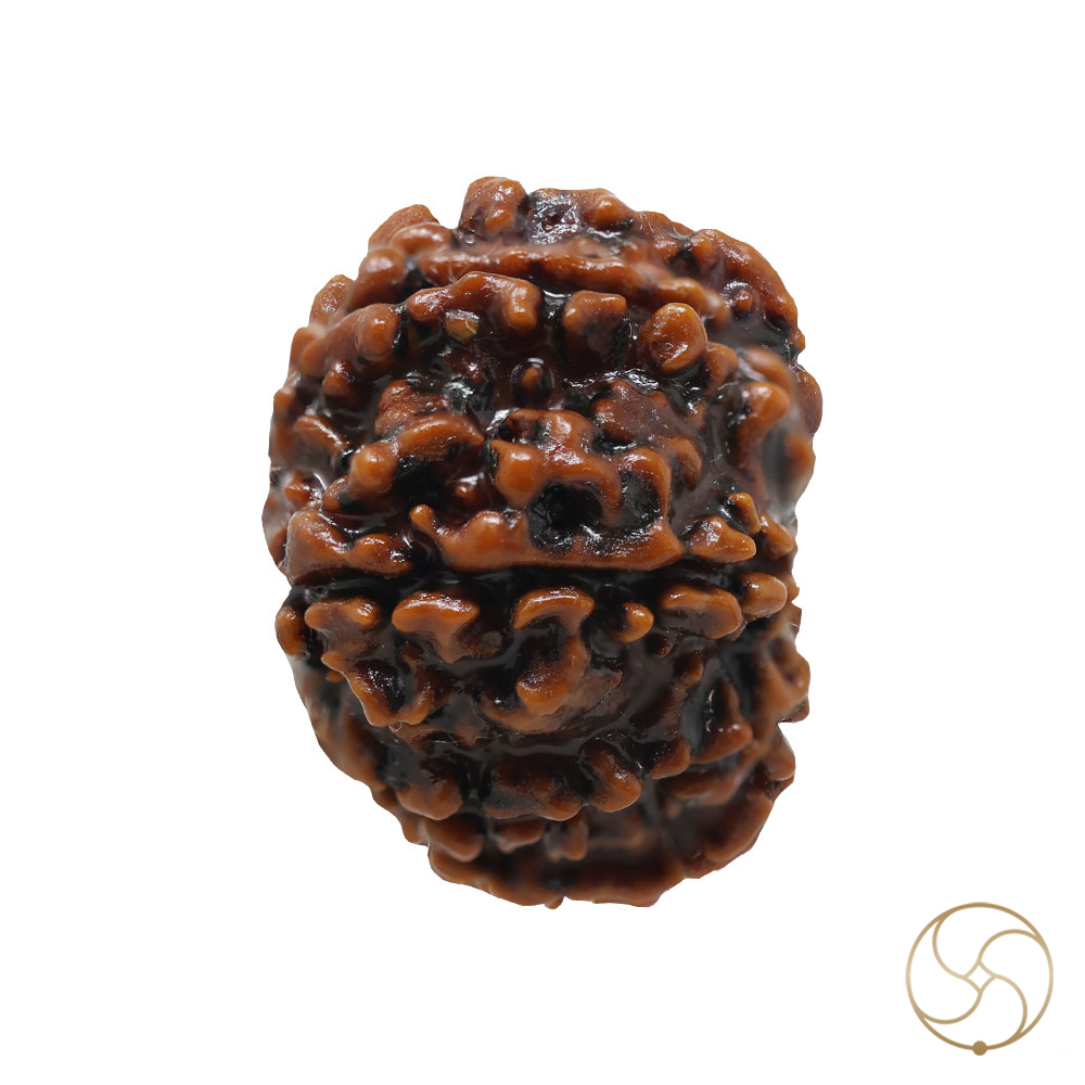 Natural 11 Face Rudraksha -  11  