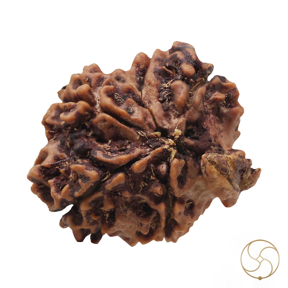 Natural Ganesh Rudraksha -    