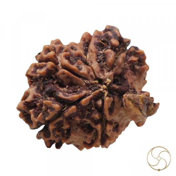 Image of Natural Ganesh Rudraksha -  प्राकृतिक गणेश रुद्राक्ष