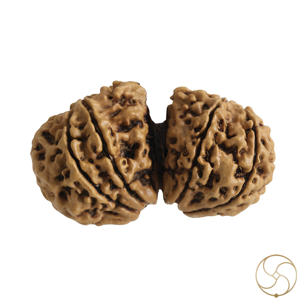 Natural Gauri Shankar Rudraksha -     