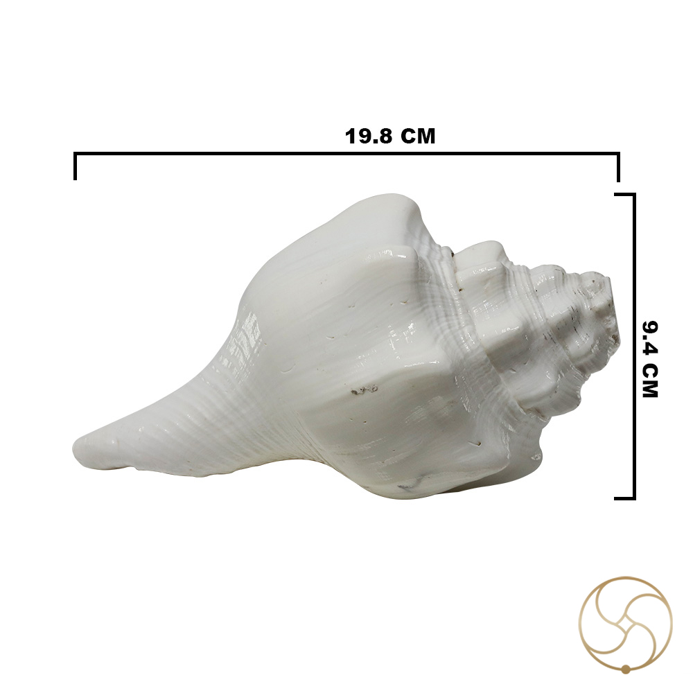 Shantipriya Chandrayat Shell -