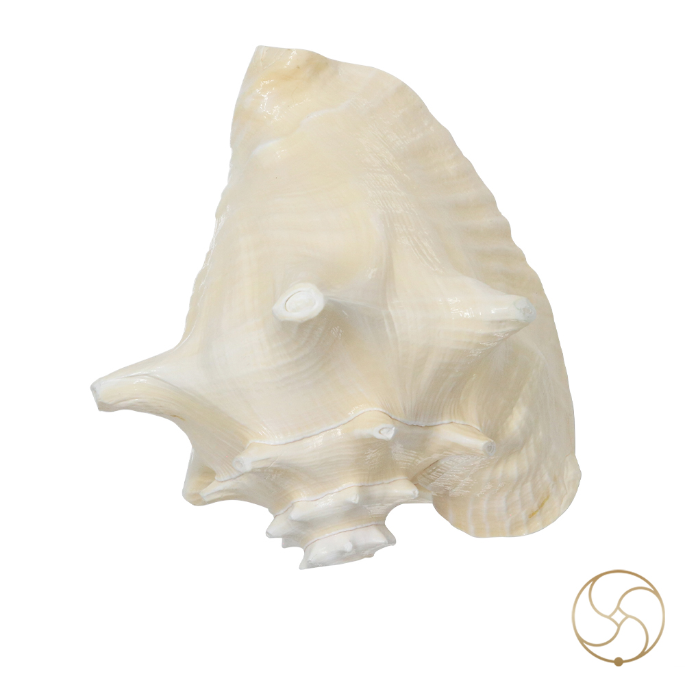 White And Pink Maha Maya Shell -