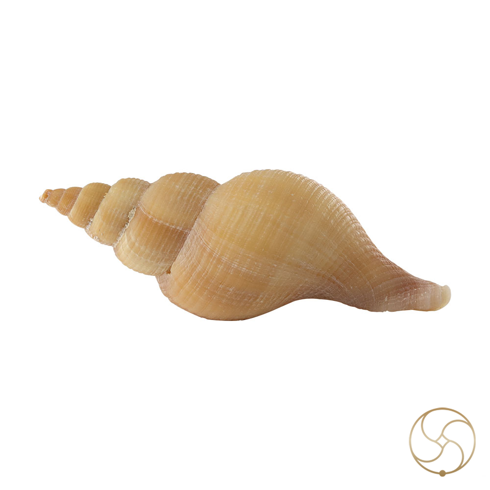 Original Right Handed Dakshinavarti Conch Shell -