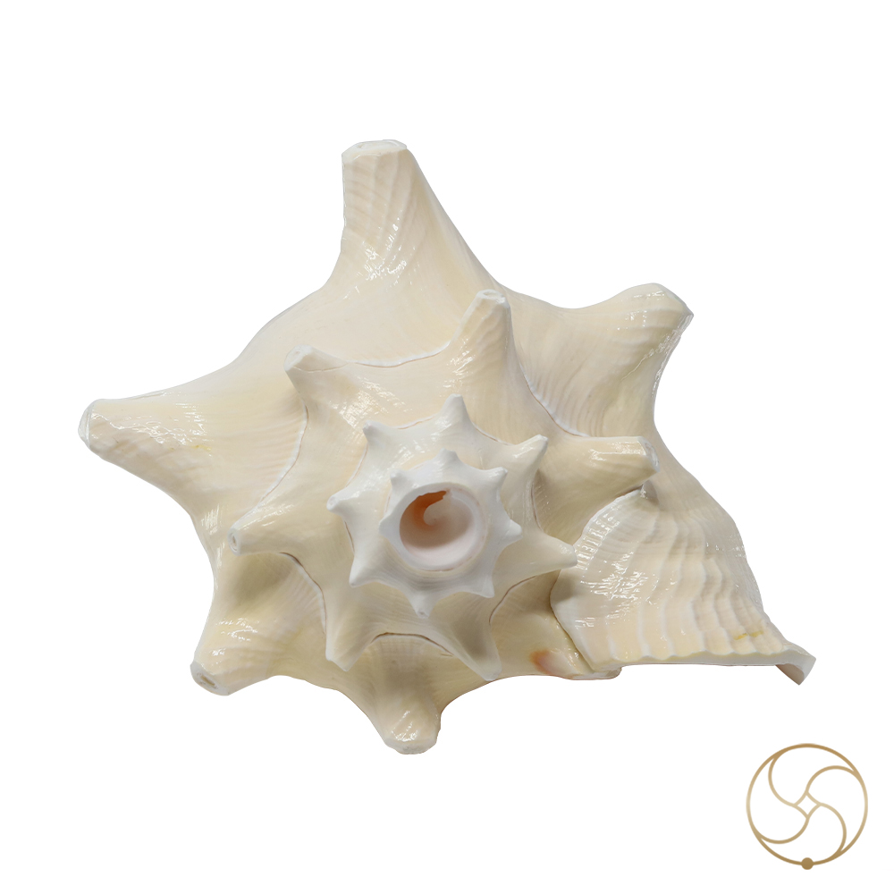 White And Pink Maha Maya Shell -