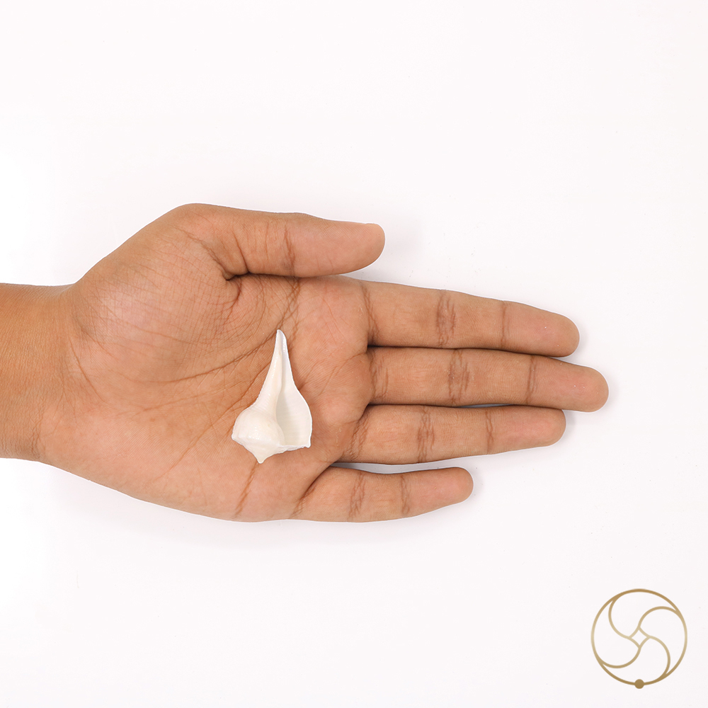 Small Dakshinavarti Shell -   