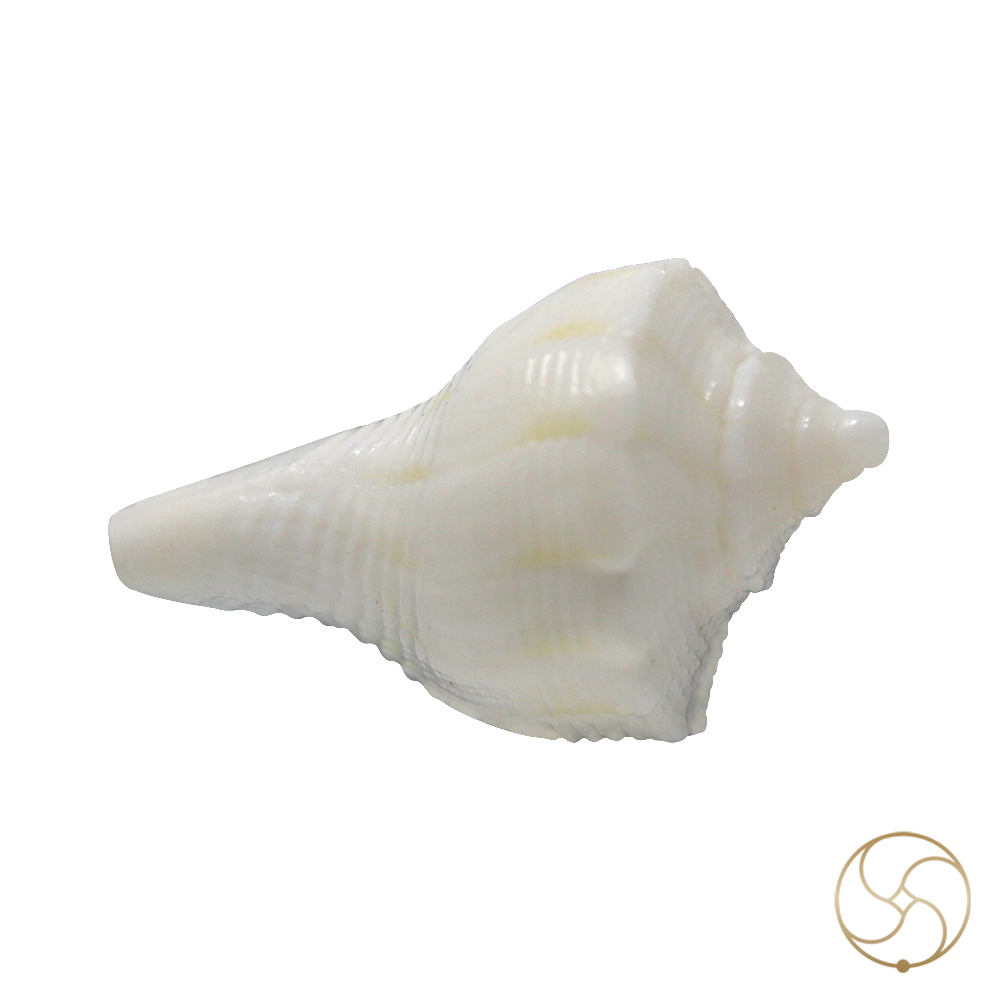 Very Tiny Dakshinavarti shell -     
