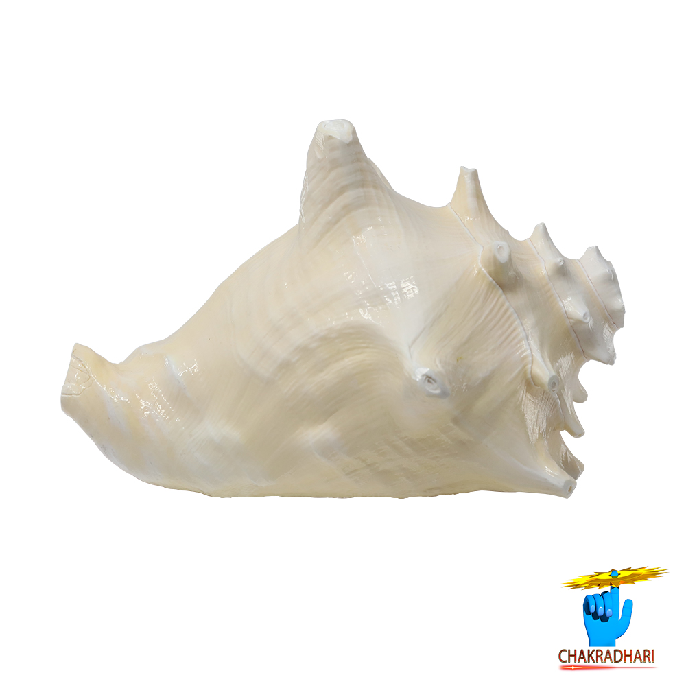 White And Pink Maha Maya Shell -