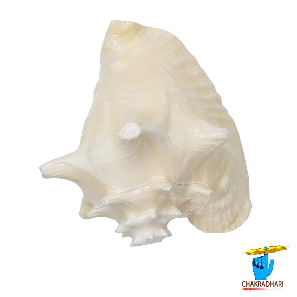 White And Pink Maha Maya Shell -