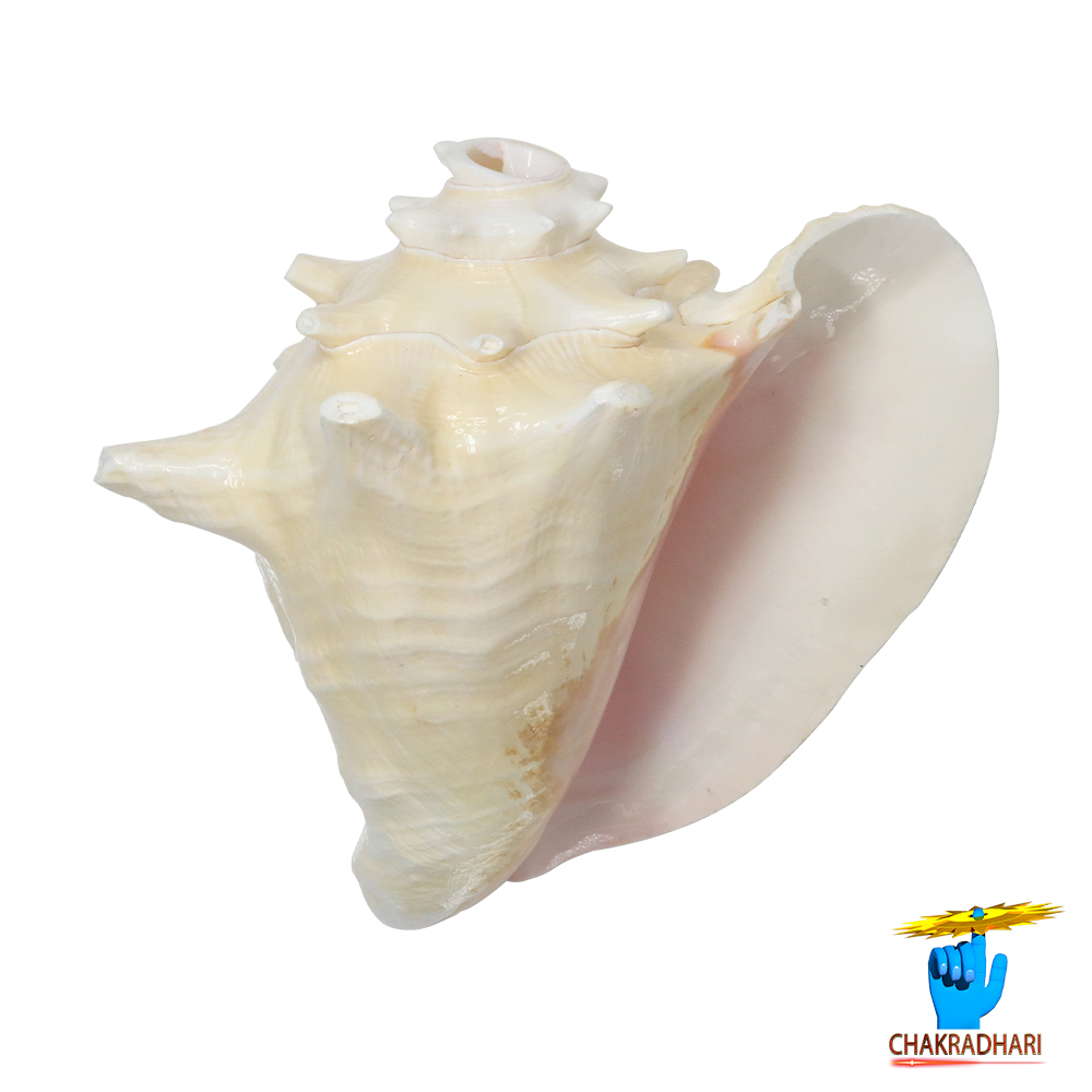 White And Pink Maha Maya Shell -