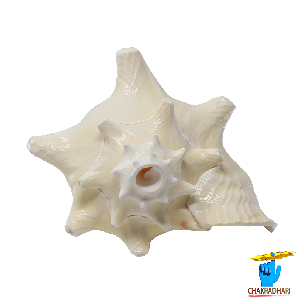 White And Pink Maha Maya Shell -