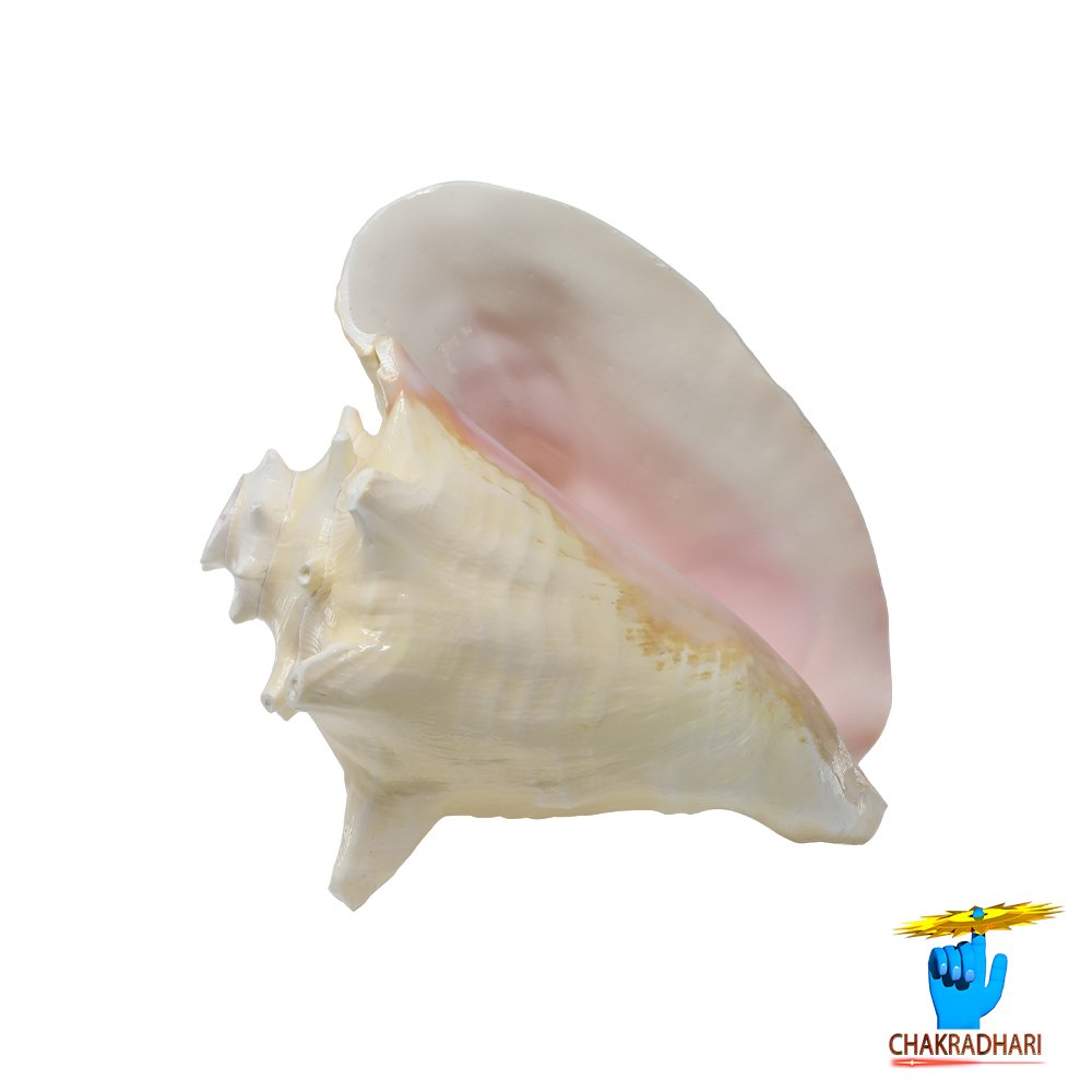 White And Pink Maha Maya Shell - सफ़ेद और गुलाबी महामाया शंख