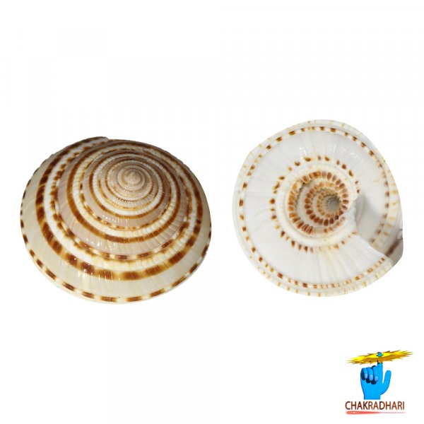 Image of Sudarshan Shankh – सुदर्शन शंख