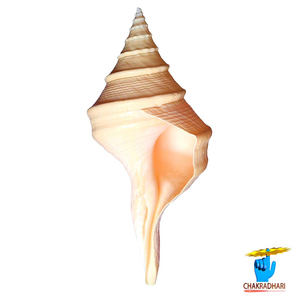 Gada Shankh - 10Inch -