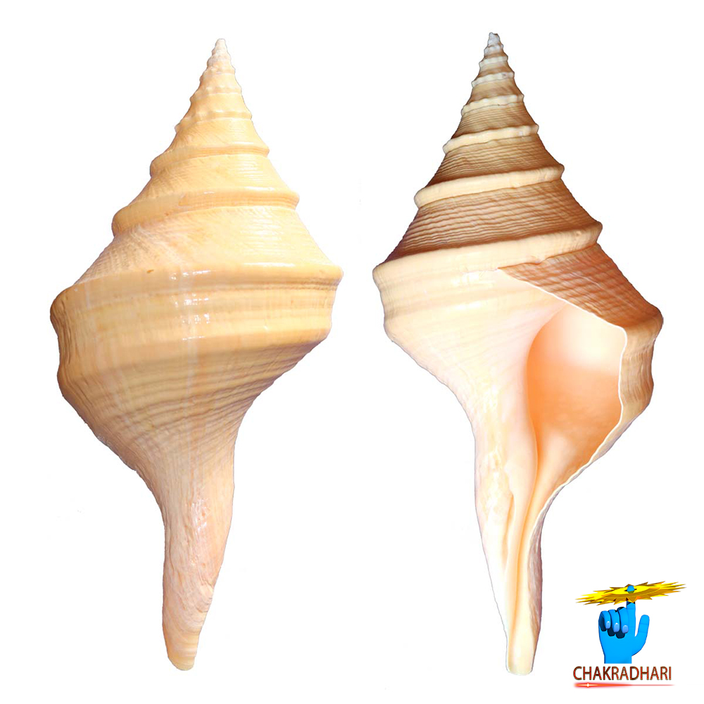 Gada Shankh - 10Inch -