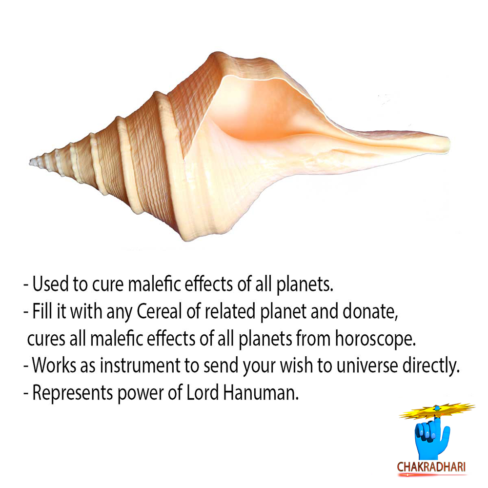 Gada Shankh - 10Inch -