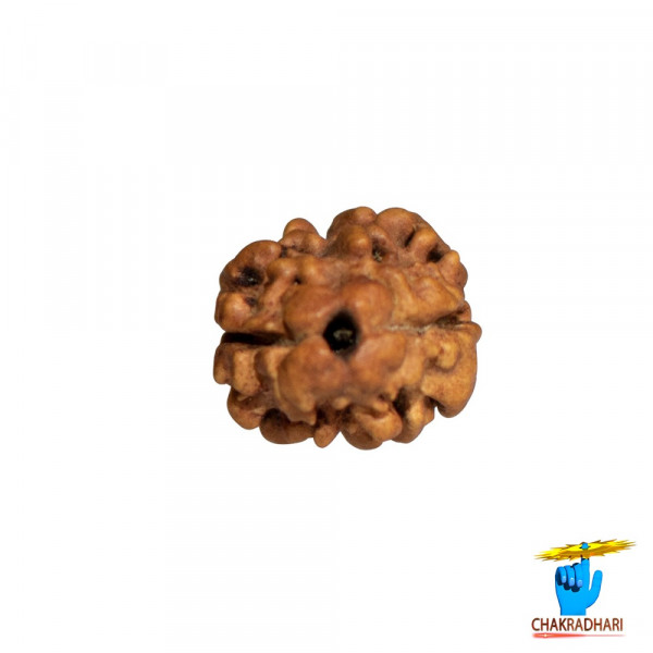 Image of Rudraksha Faces Without Capping -