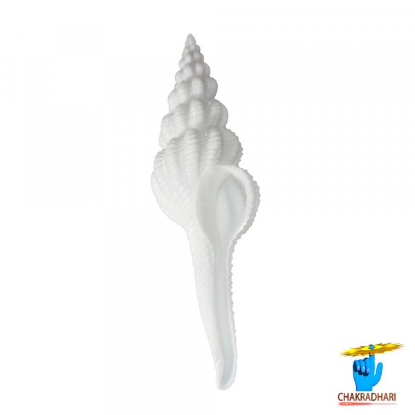 Image of Mada Shankh – मादा शंख