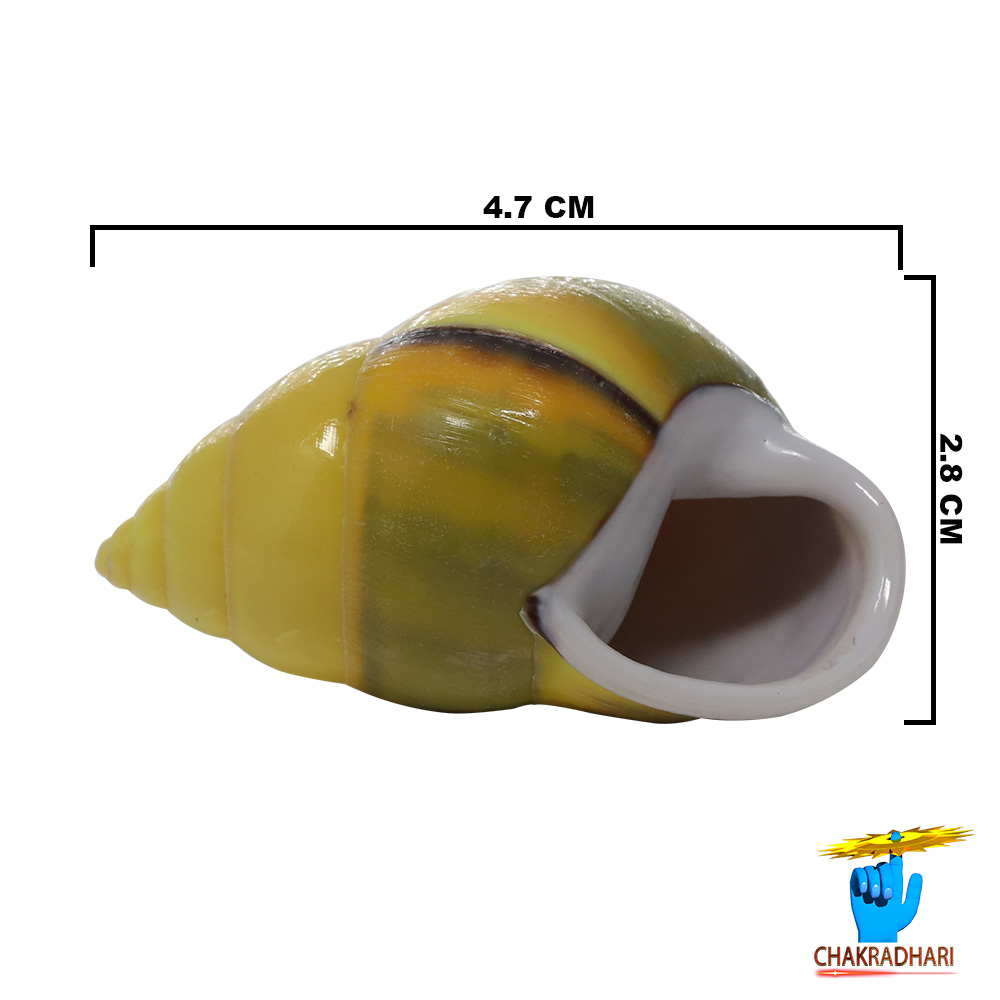 Small Dakshinavarti South Facing Shell -